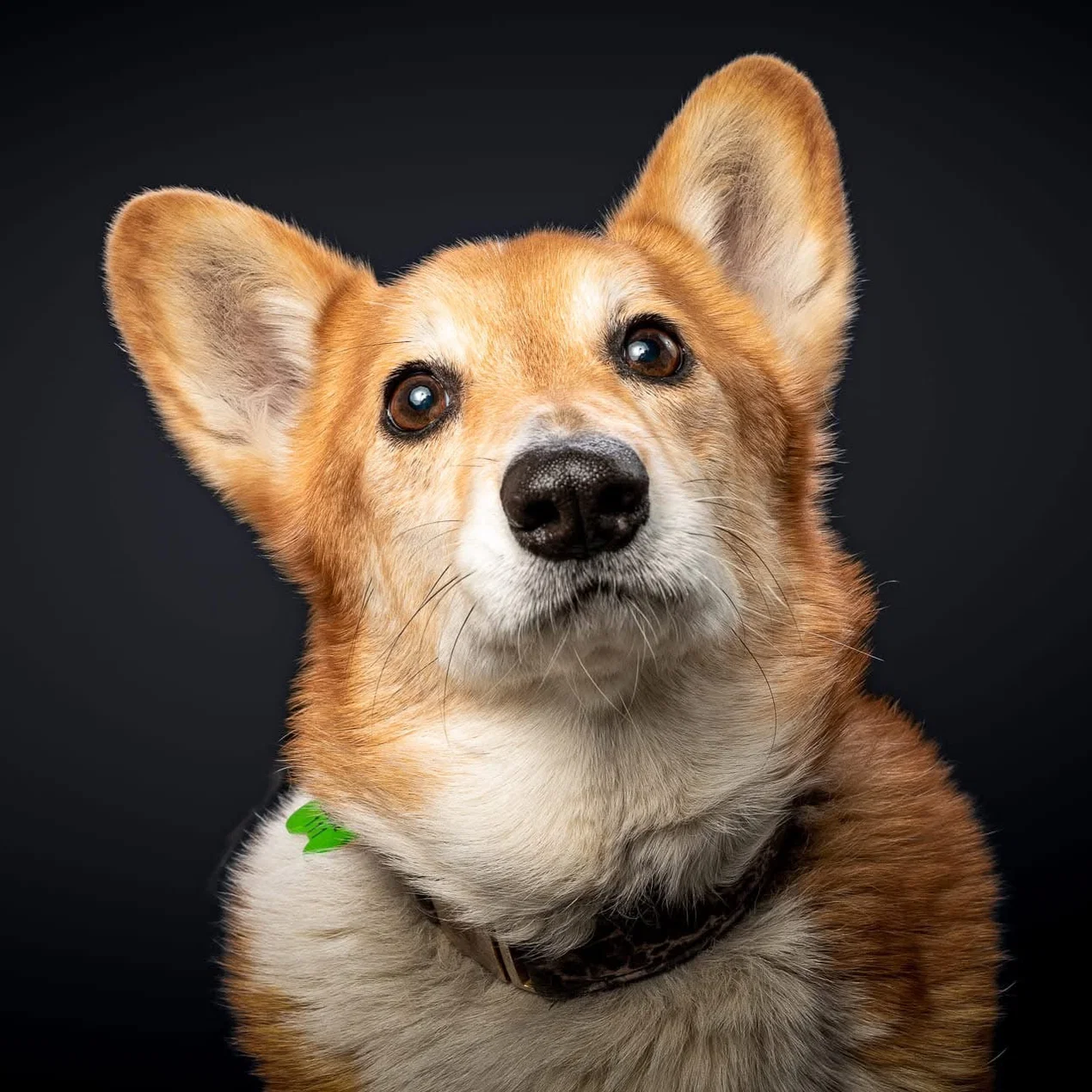Original pet photo