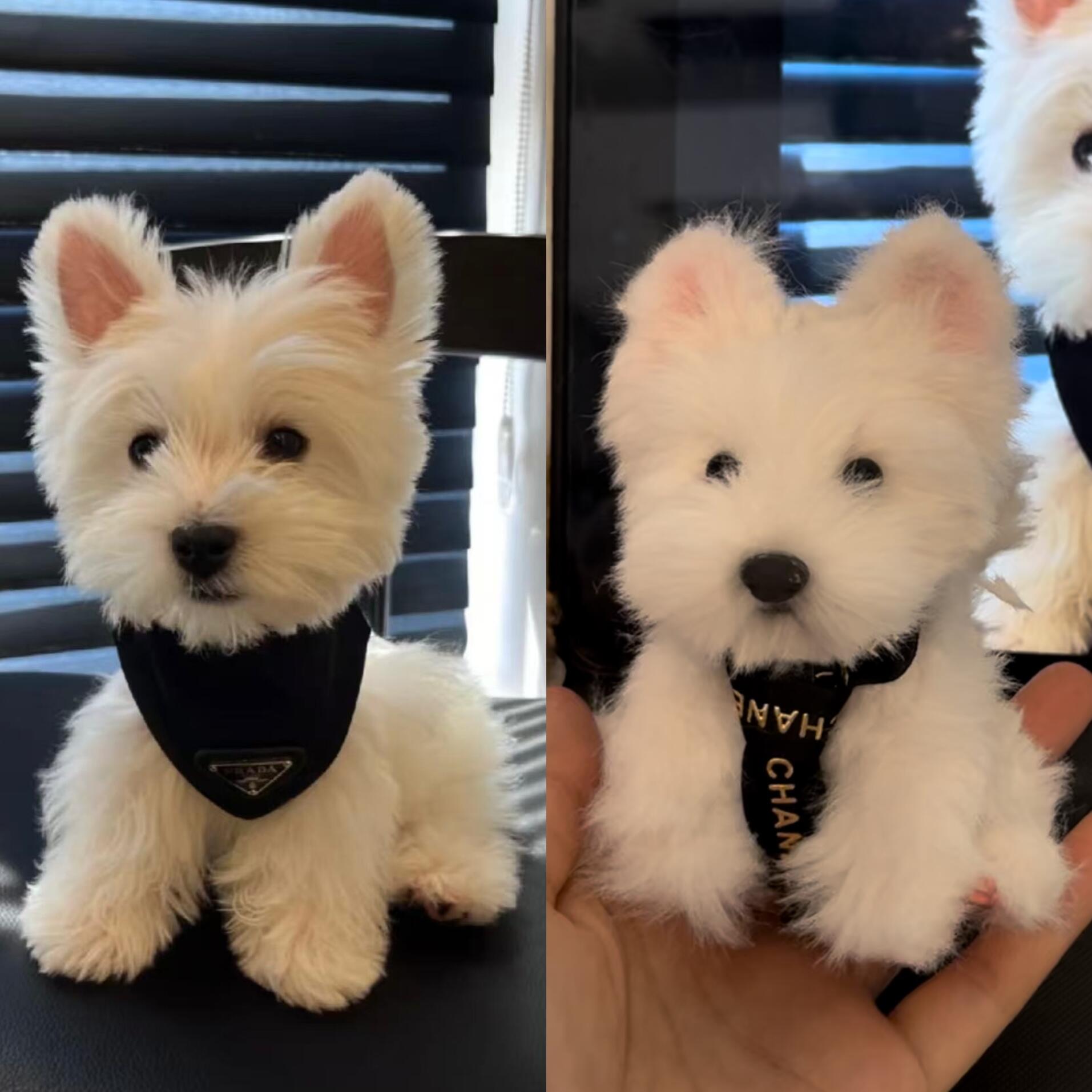 Cute pipe cleaner pet art